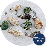 8137 - Shell Keyrings - Assorted